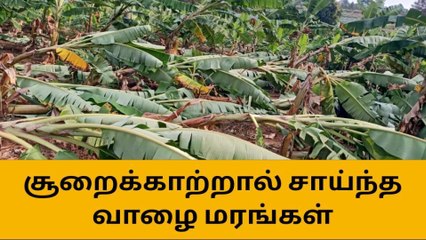 ஈரோடு: சூறைக்காற்றுக்கு சாய்ந்த வாழை மரங்கள்!