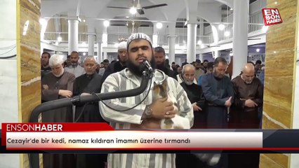 Cezayir'de namaz kıldıran imamın üzerine kedi çıktı