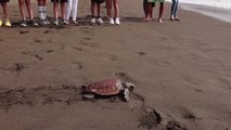 Las tortugas boba se mudan al Mediterráneo