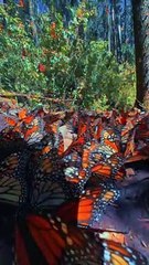 Top View Nature -proustian-effect