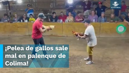 Video herunterladen: Gallo ataca a su propio dueño en pelea