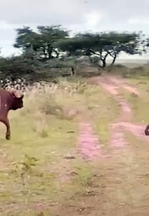 wildlief-animal-in-ukraine-2022-shorts-
