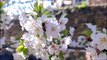 WATCH: Beautiful early summer blossom outside Chichester Cathedral, Sussex