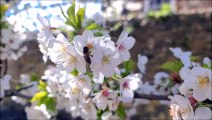 WATCH: Beautiful early summer blossom outside Chichester Cathedral, Sussex