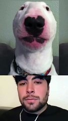 Mister Bombastic Sus Doggo