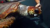 These Amazing Loggerhead Sea Turtles Are Making a Comeback...Thanks to Global Warming?