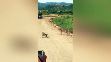 Cheetah thinks twice about attacking serval 