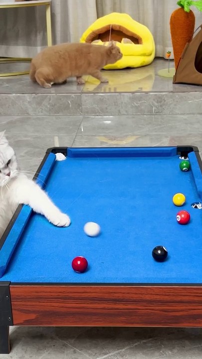 Cat playing billiard