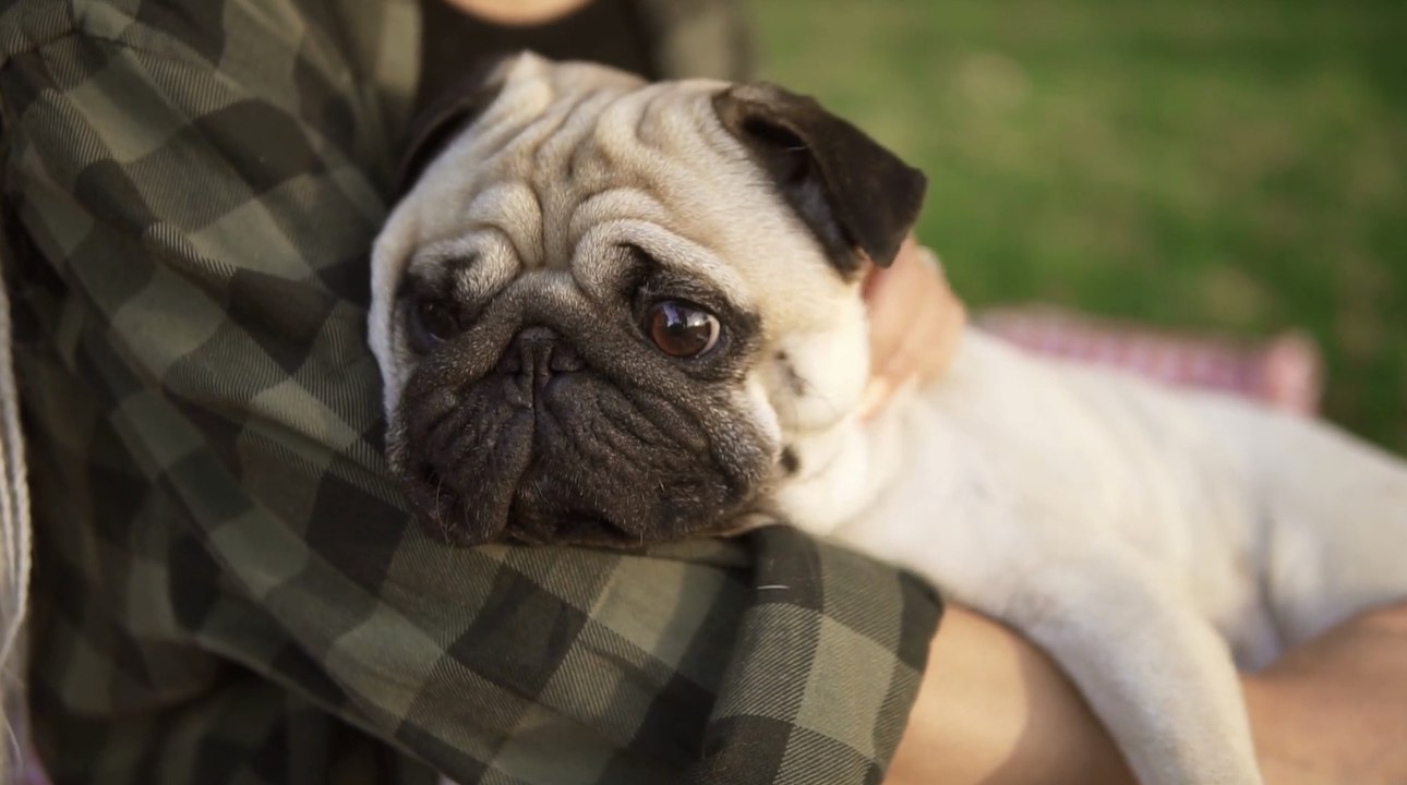 Should we stop flat-faced dogs?