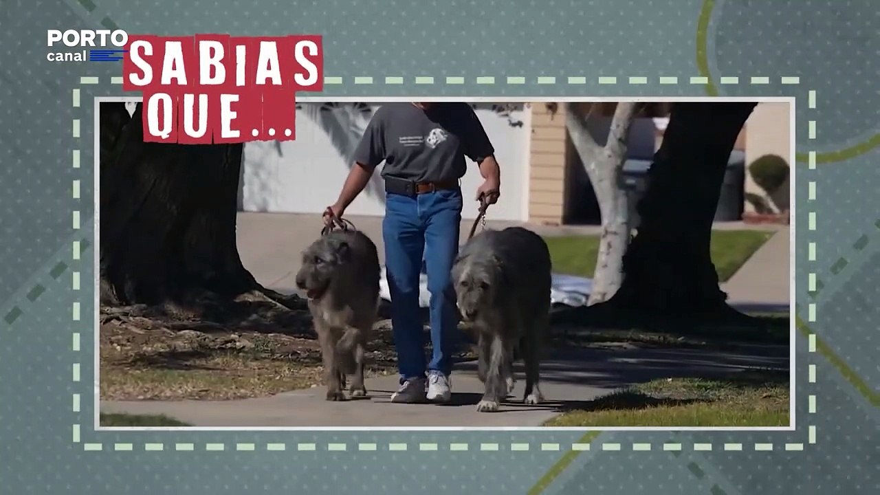 Curiosidades sobre raças de cães