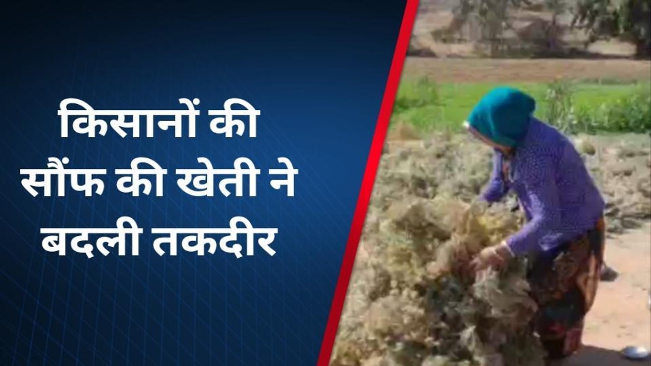 सौंफ की खेती से डूंगरपुर के किसान हो रहे हैं मालामाल, जानिए इनकम और लागत