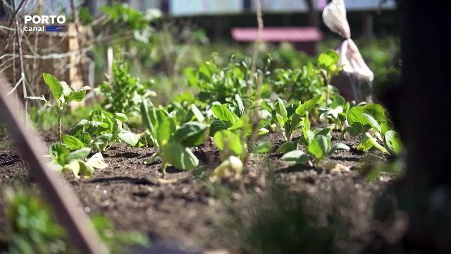 Planeta Verde - Descarbonização E Eficiência Energética – Vila Nova De Famalicão