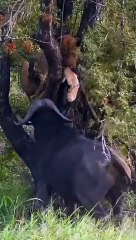 Buffalo tries to bite lion's as
