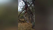 Leopard's Gym Workout: Pull-Ups with a Buck 