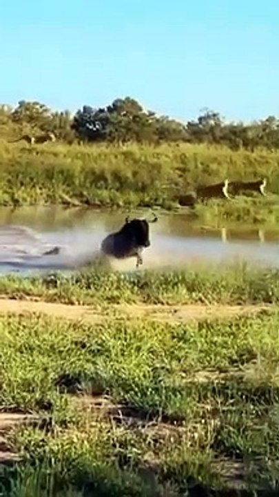Flying buffalo