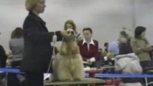 Dog Show EURASIA-2 24.02.2008  Moscow part 12