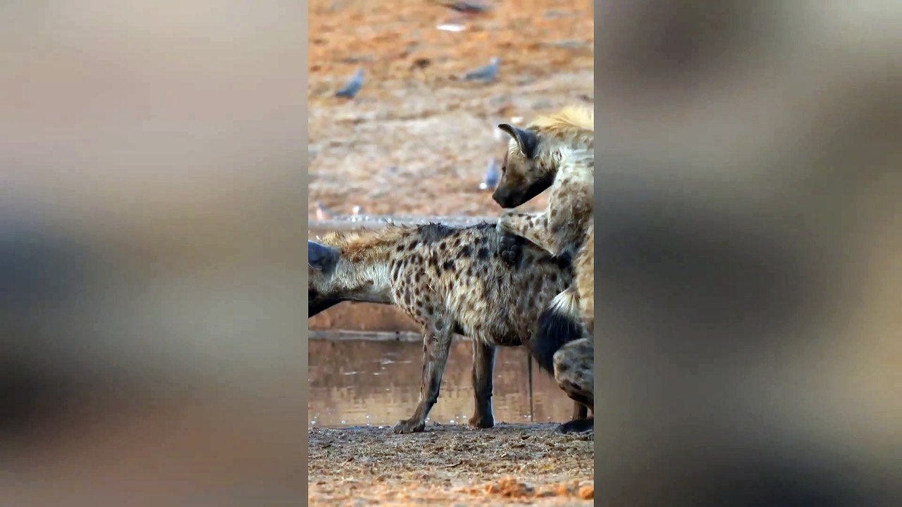 Hyena passes out after happy ending - video Dailymotion