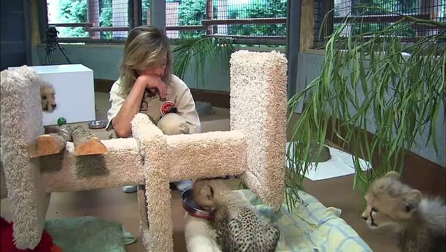 It’s Tough to Keep Up With Older Brothers, Even With Cheetahs