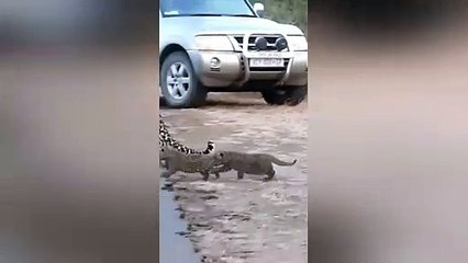Leopard teaches cubs how to cross the road 
