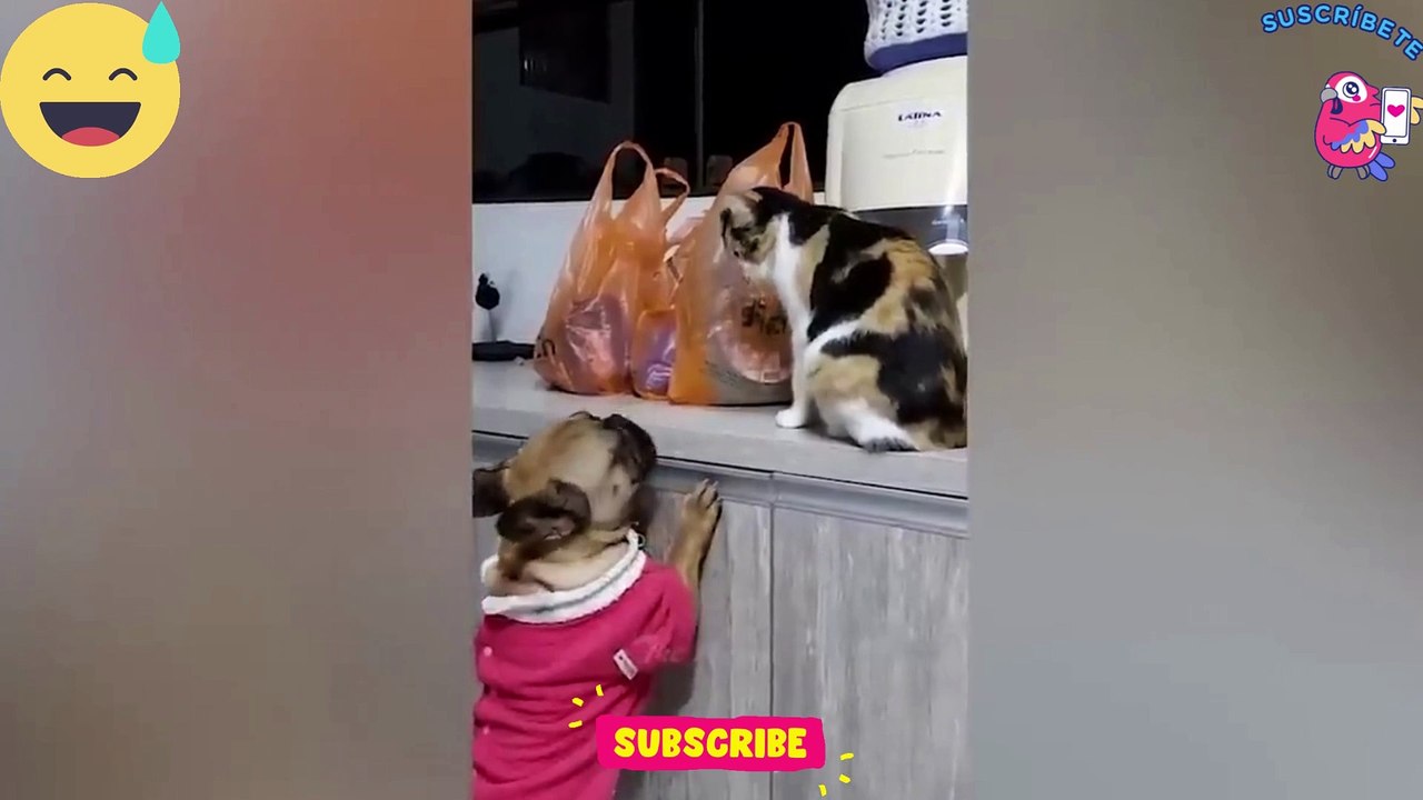 funny cats videos #funny #animals #rehmanofficial