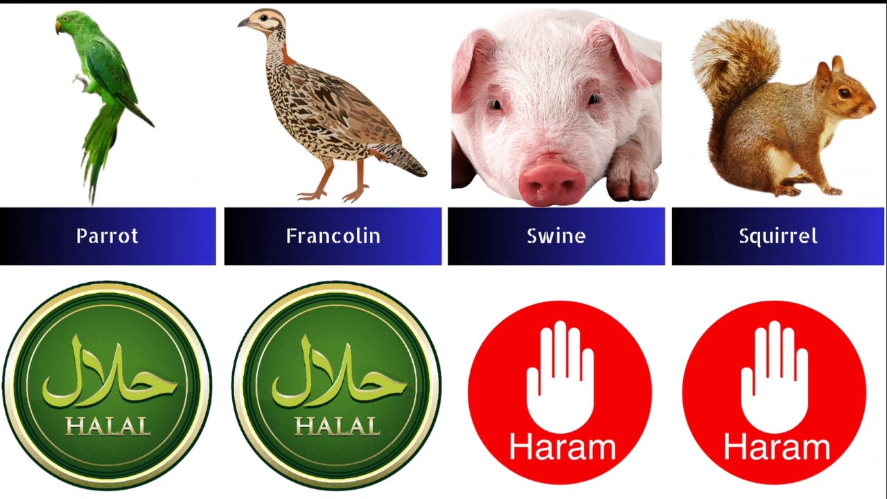 Halal and Haram animal meat in islam video Dailymotion