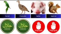 Halal and Haram animal meat in islam