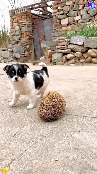 Two beautiful animals were playing