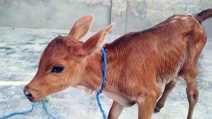 Baby Cow are playing