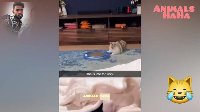 Funniest Dogs And Cats Videos - Best Funny Animal Videos #FunnyAnimals #dog #cat #funnydogs #FunnyCats #CutiAnimals