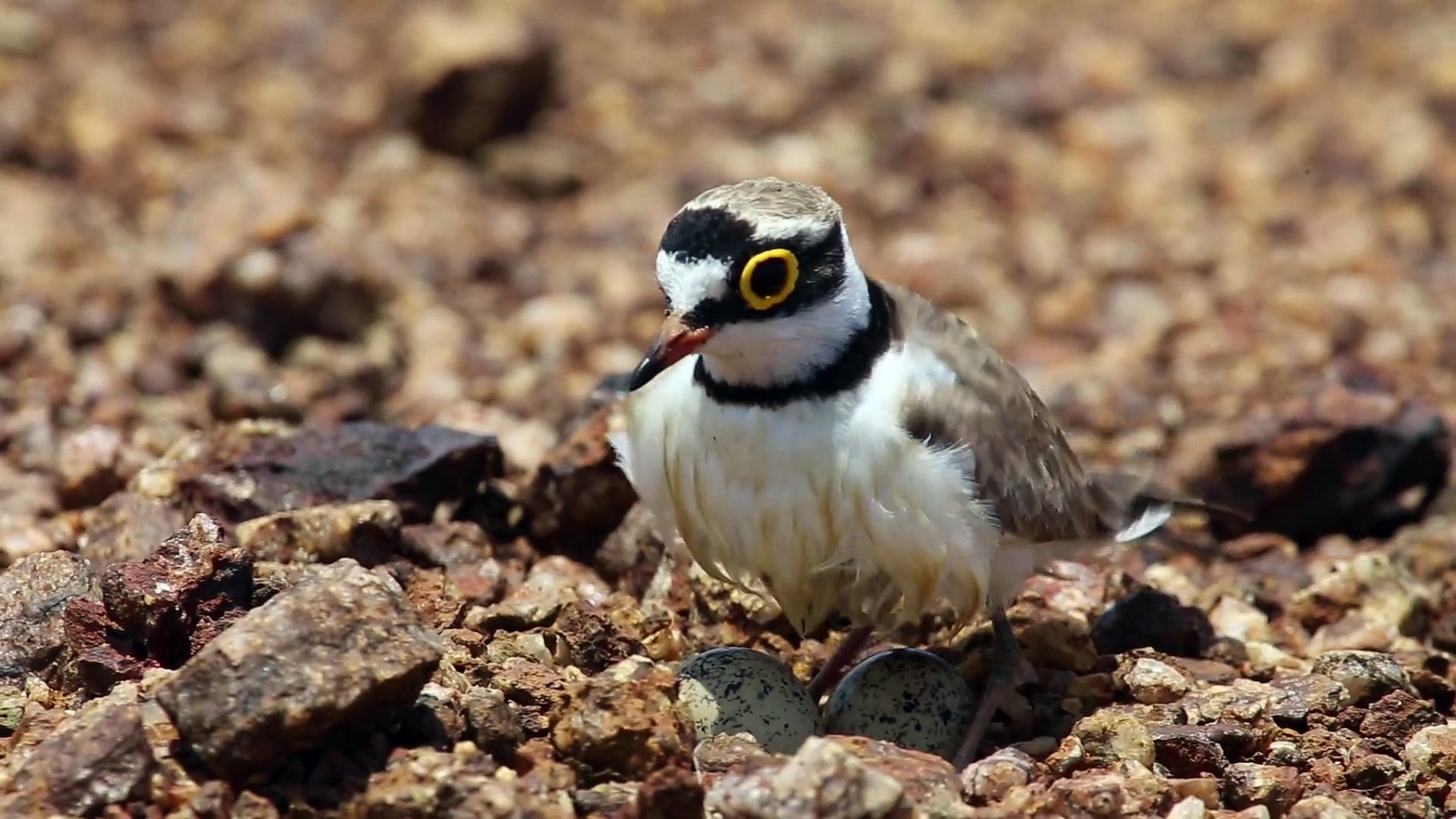 ⁣Bird 4k HDR
