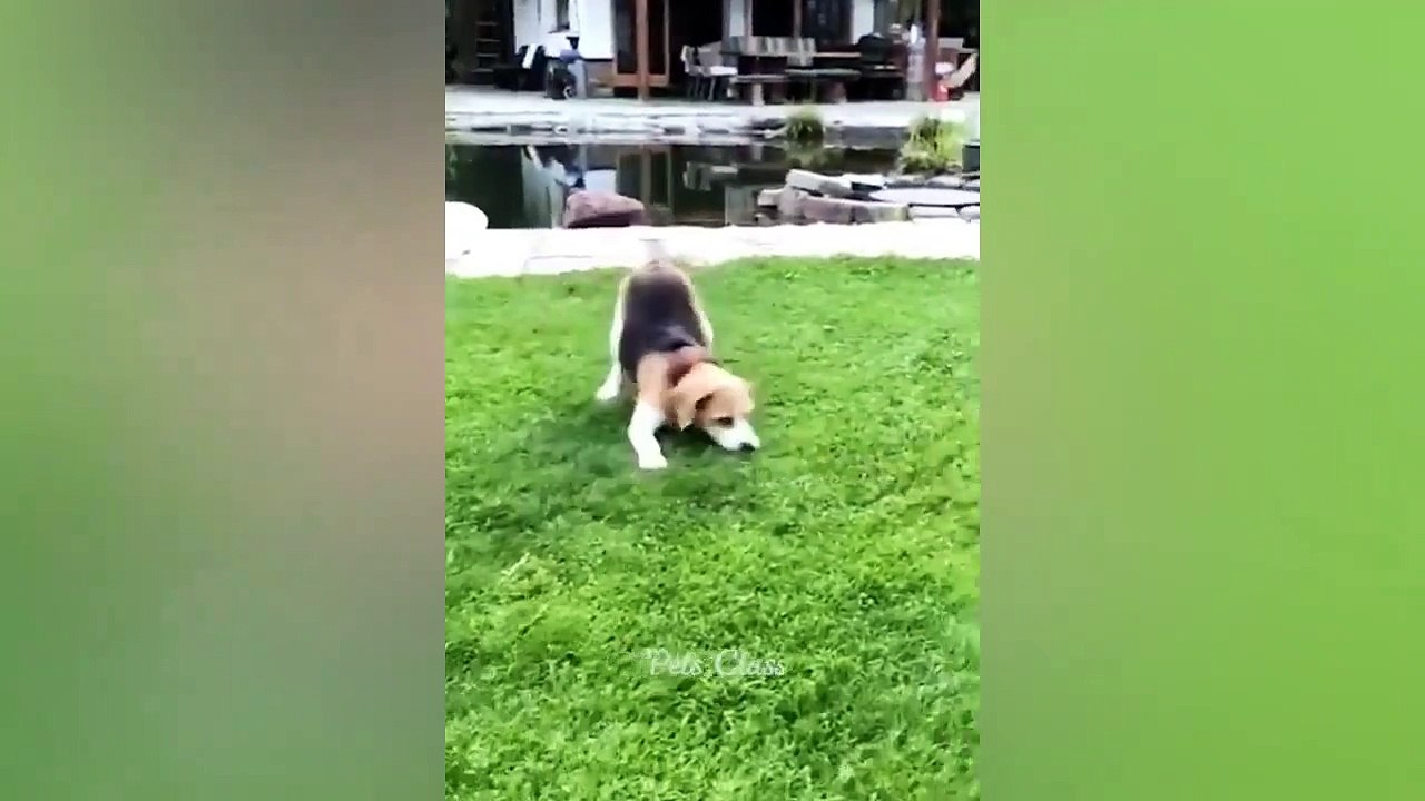 Funniest Animals 2023  Funny Cats and Dogs Videos  Part 1