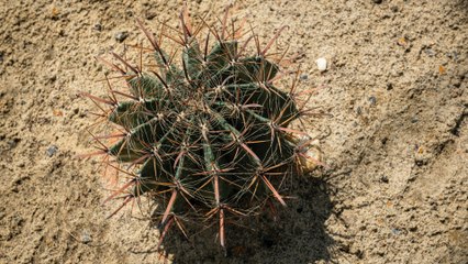 Video herunterladen: Llamado urgente de expertos de Naciones Unidas sobre el incremento de 1.1 grados Celsius en la temperatura global.