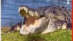 Enormous Crocodile Sunbathes by Pond in Florida Wetlands