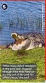 Enormous Crocodile Sunbathes by Pond in Florida Wetlands
