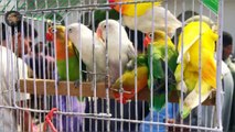 || Lalukhet Birds Market || Finch WITH #ap&sf#