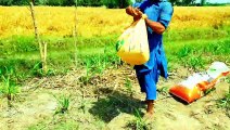 06.04/2023 farmer work in Farm | Pakistan Punjab village work | fasal ko Khad dalte hue
