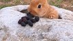 Adorable Rabbit Eating Black Grapes