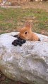 Adorable Rabbit Eating Black Grapes