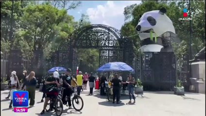 Panda gigante llega al Bosque de Chapultepec