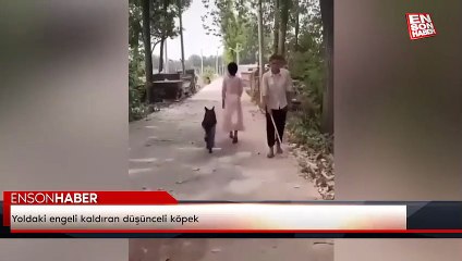 Yoldaki engeli kaldıran düşünceli köpek