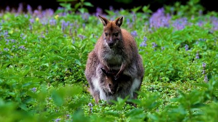 baby kangaroo in pouch
