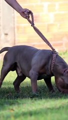 Bull Dogs Funniest Cats And Dogs Videos 