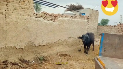 Mere gaon ki khas baat  Jane bhi  village life