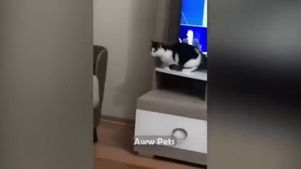Funny Animals Fall Funny Reaction