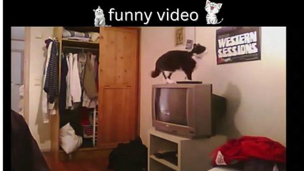Funny Most Viral DOGS on the internet!  Funny PUPPIES Compilation