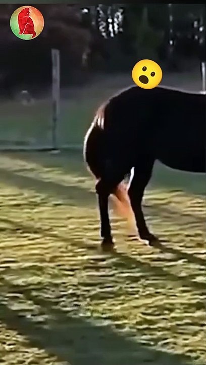 Kick of Horse very dangerous