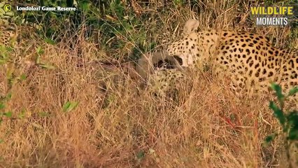 Cheetah's Most Impressive Hunts & 45 Dramatic Hunting Moments Of Cheetah