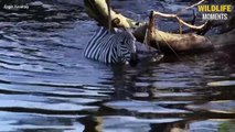 Crocodile Crushes Wildebeest & 45 Incredible Moments Crocodile Attack Their Prey