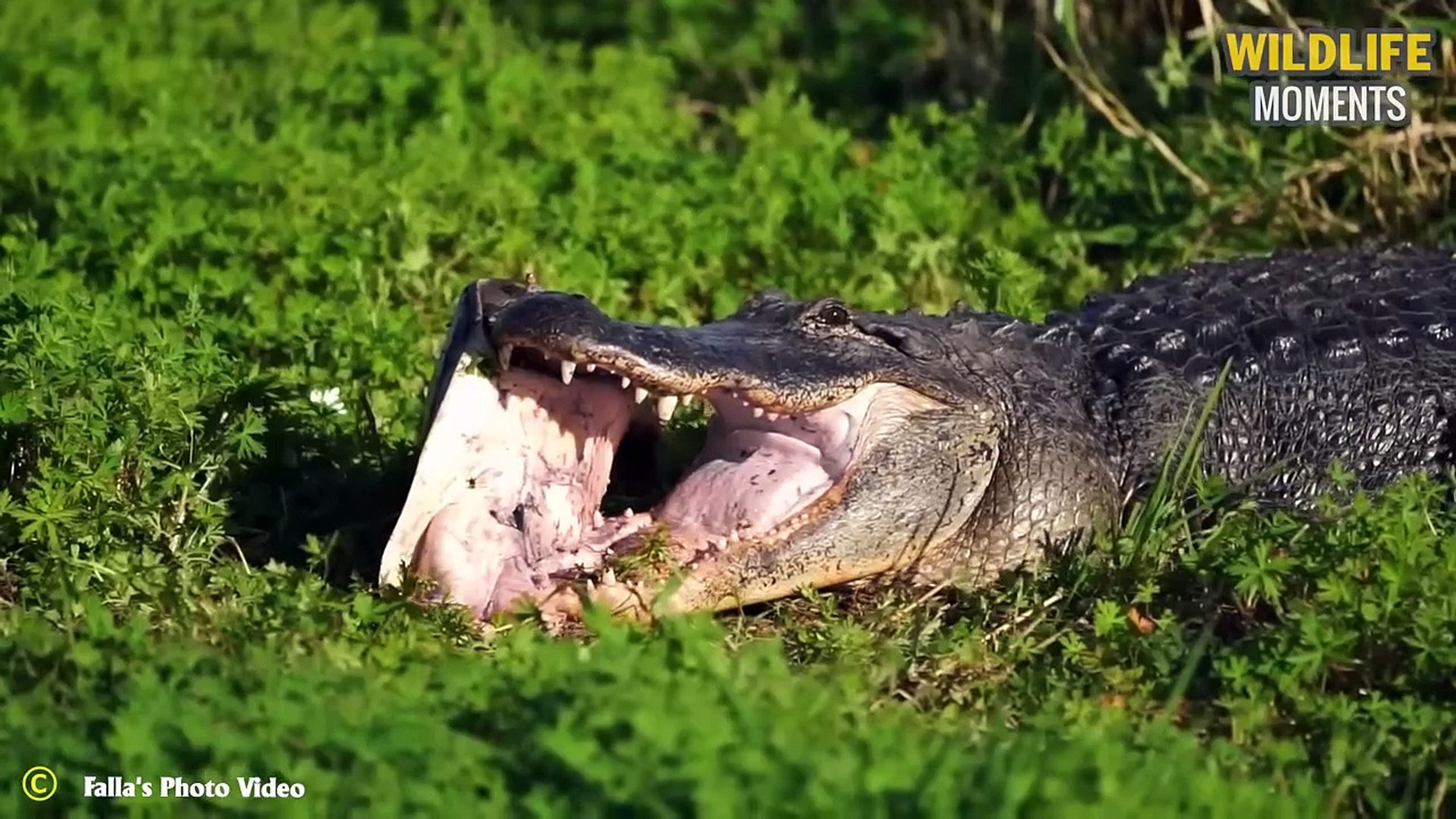 Crocodile Vs Alligator Fight Video