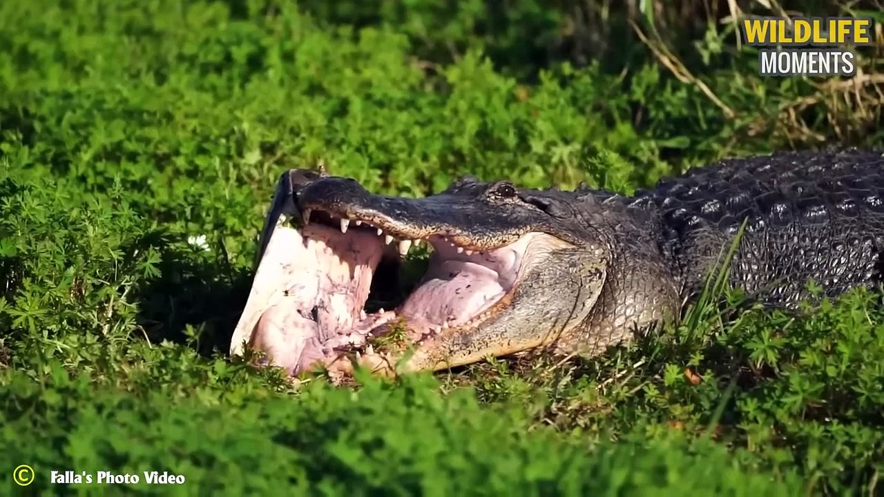 Crocodile Vs Hippo Fight To Dea.th & 45 Brutal Moments Crocodile Attack Animals
